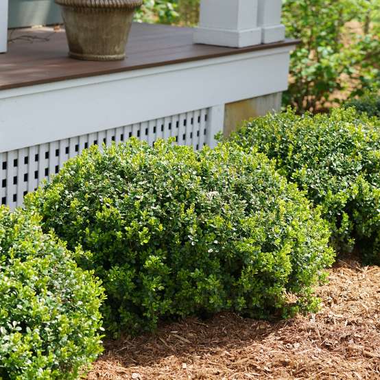 Sprinter Buxus shrubs planted in a row in front of a porch